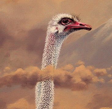 close up -  - Ostrich head by Linda Herzog